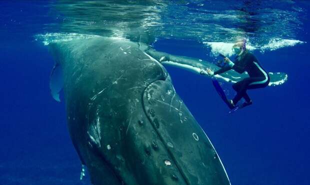 50-тонный горбатый кит защитил дайвера от тигровой акулы, и она записала это на видео акула, в мире, дайвер, кит, под водой, спасение