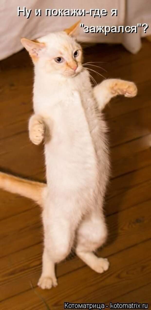 Лучшие котоматрицы недели