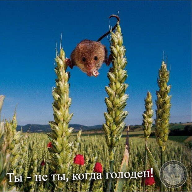 Ты - не ты, когда голоден!