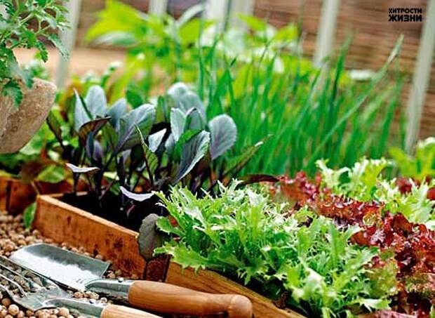 ЗЕЛЕНЬ НА ПОДОКОННИКЕ круглый год Как вырастить зелень дома