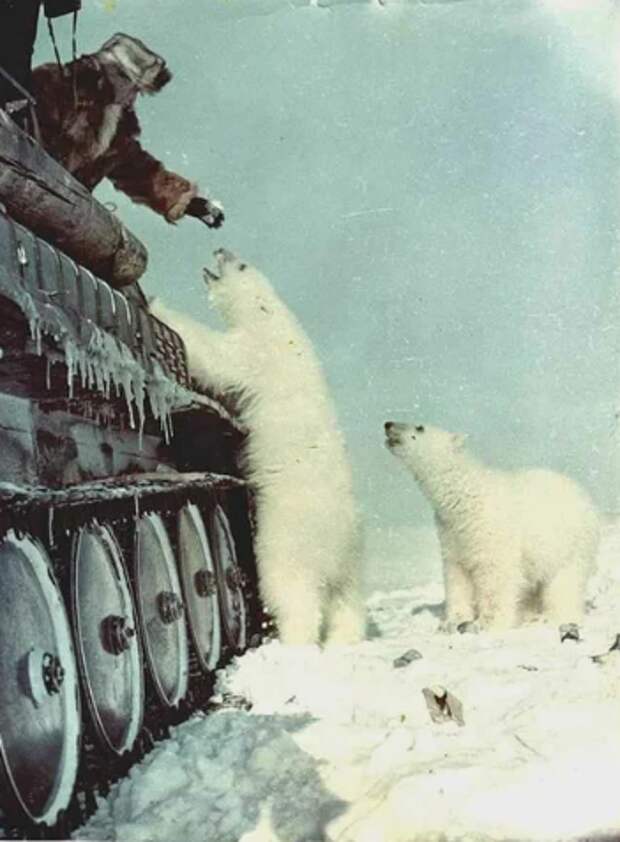 Танкисты кормят белых медведей / Фото: ©masterok.livejournal.com
