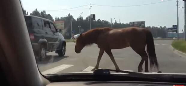 Животные переходят дорогу. Учитесь!