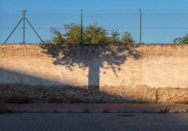 The Way This Tree Lines Up With Another Tree's Shadow