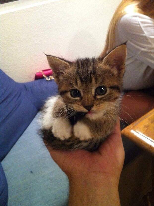 20 кошек, которым действительно нужны выходные коши которым нужны выходные, кошки устали, кошки ждут выходных
