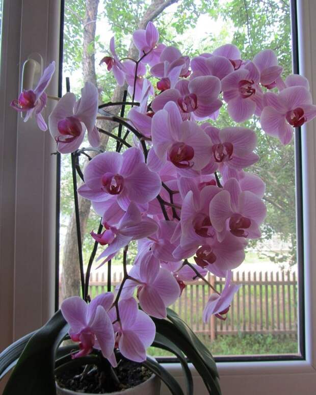 Чесночная подкормка для орхидеи
