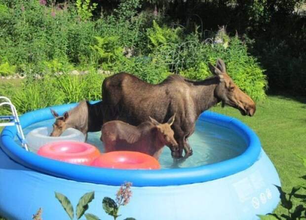 Забавные фото животных, спасающихся от жары