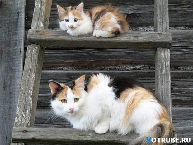 11 кошек и их очаровательные мини-копии Выпуск 340 (11 фото)