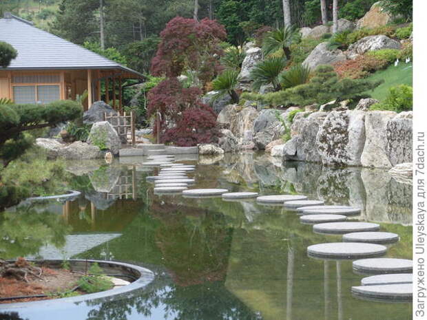 Краснолистный клен в японском саду, фото автора
