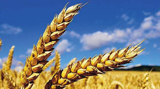 Запрет на экспорт российского зерна в ЕС: без нужды ужесточили