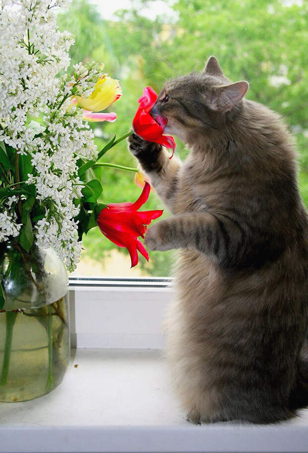 кошки многогранные личности 