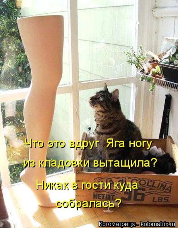 Свежая котоматрица для настроения (35 фото)