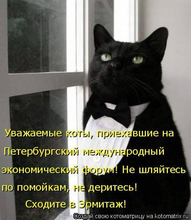 Лучшие котоматрицы недели (50 фото)