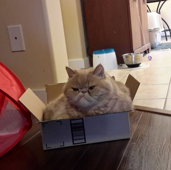 Без кота и жизнь не та