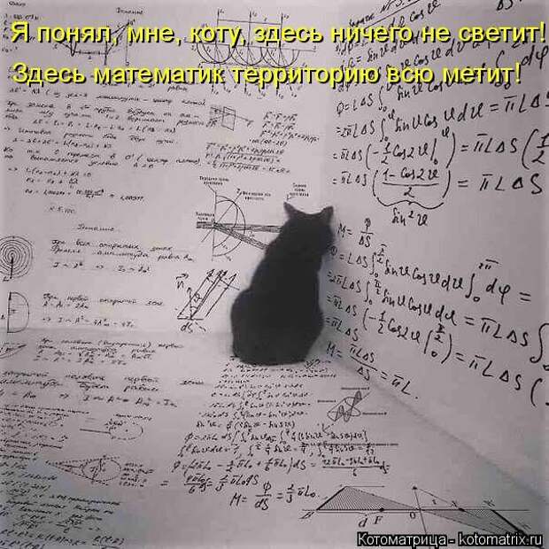 Лучшие котоматрицы недели (50 фото)