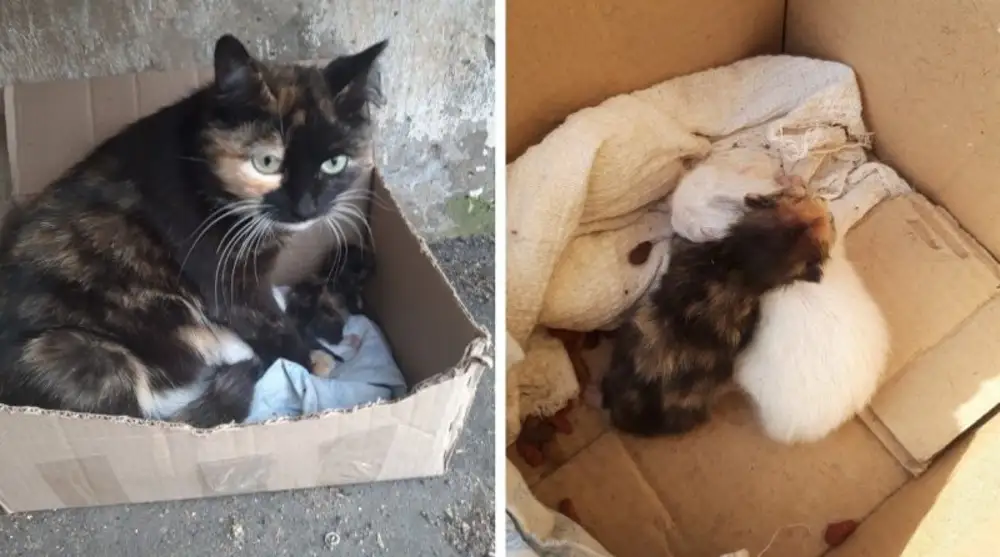 найдена кошка мама