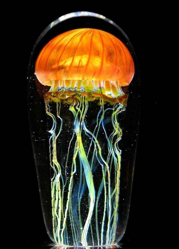 PACIFIC COAST JELLYFISH. Rick Satava