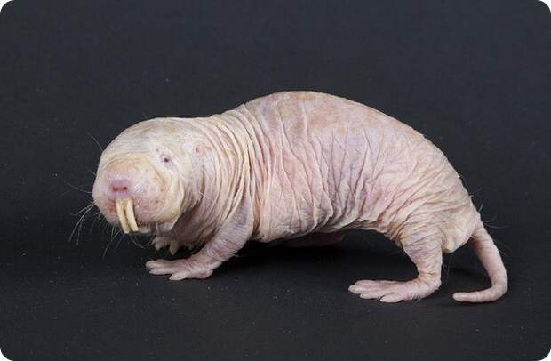 Голый землекоп (лат. Heterocephalus glaber)