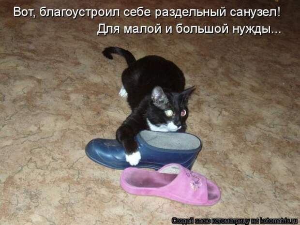 Лучшие котоматрицы недели (50 фото)