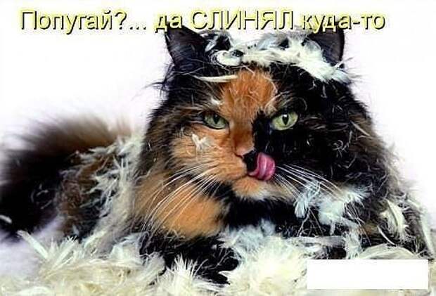 Про котов