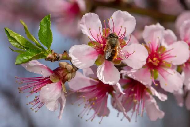 В Астраханском кремле зацвел миндаль