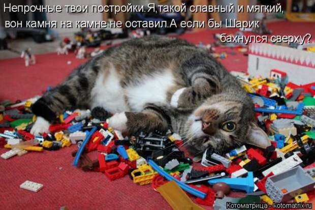 Лучшие котоматрицы недели (50 фото)