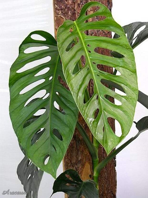 монстера косая мир растений