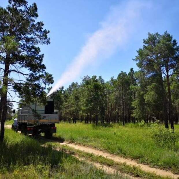 Сбор грибов запрещен: в лесах Карагандинской области идет обработка деревьев от гусениц шелкопряда