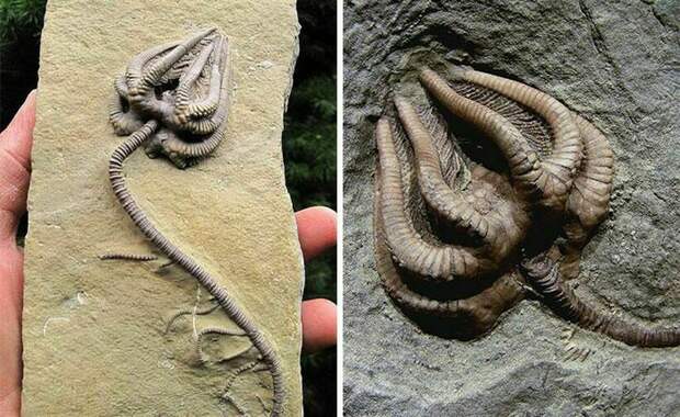 Самые впечатляющие окаменелости, которые когда-либо находили палеонтологи