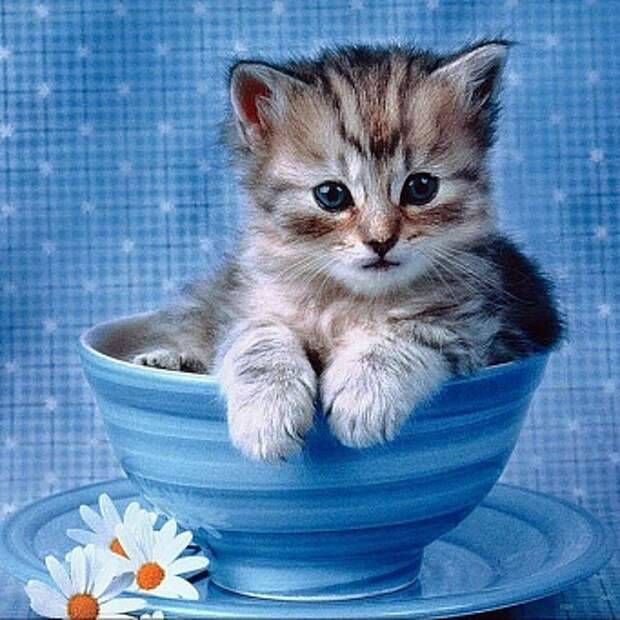 Уход за котятами