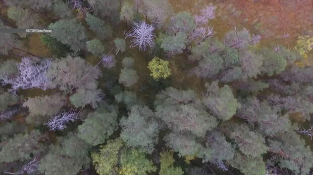 Тепловизор засёк странное свечение в лесу, где пропали Усольцевы