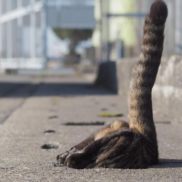 Четвероногим нисколько не надоедает прыгать и выпрыгивать из отверстий для сточных вод животные, кот, япония