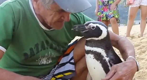 Дружба на расстоянии: пингвин преодолевает тысячи километров каждый год, чтобы повидаться со своим спасителем