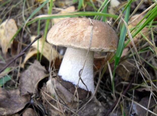 Подберезовик маскируется под белый гриб