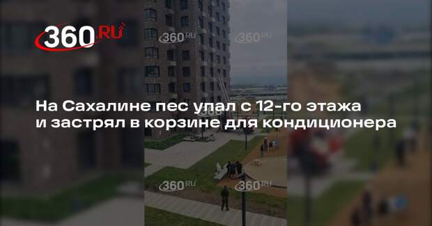 На Сахалине пес упал с 12-го этажа и застрял в корзине для кондиционера