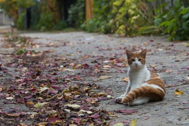 Очень колоритные уличные коты бродячий кот, город, кот, кошка, улица, уличная жизнь, эстетика