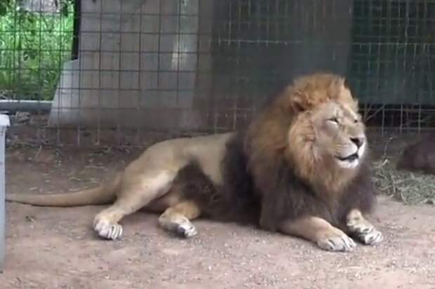 3-dogs-with-lion-768x511