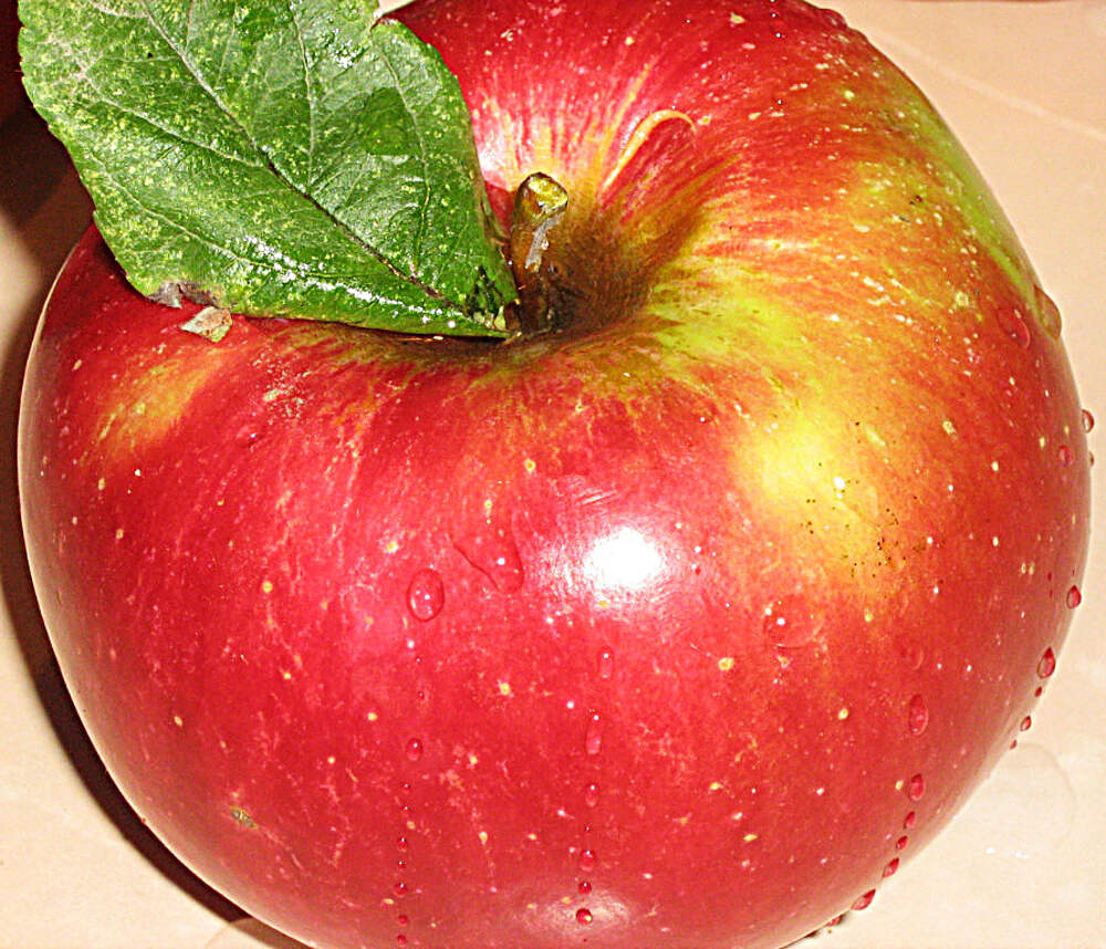 Яблоки апорт фото и описание сорта фото