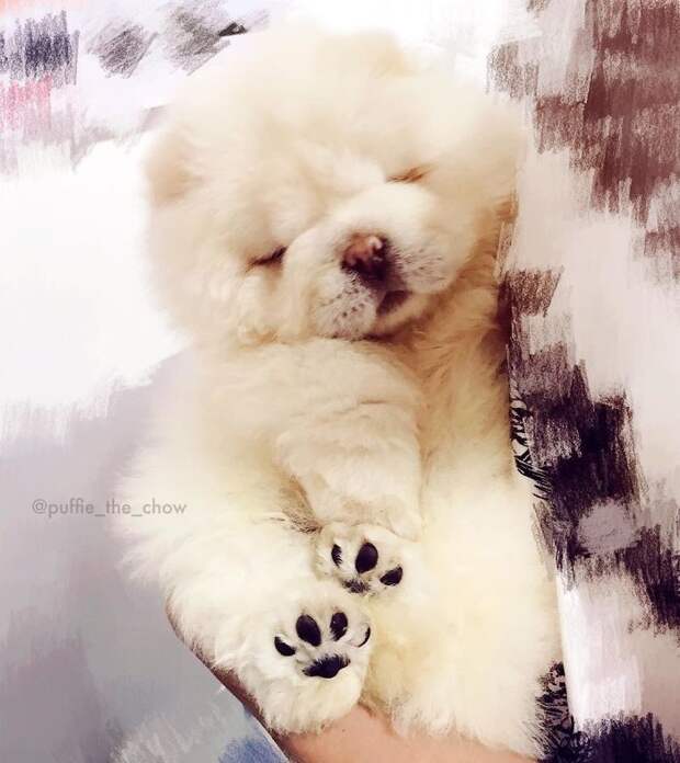 Пуффи — пушистый щенок чау-чау, взявший штурмом инстаграм Instagram, Пуффи, животные, милота, собака, чау-чау, щенок