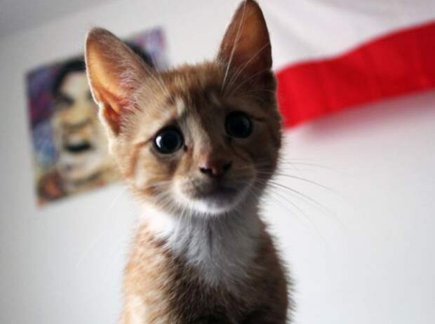 Самые очаровательные печальные коты, грустные коты, жалостные коты