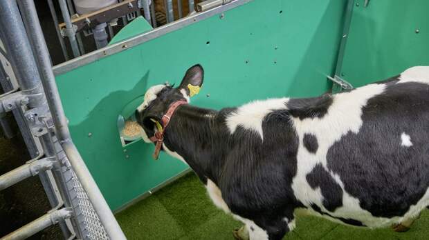 Коров в Германии учат ходить в туалет. Это поможет снизить парниковый эффект