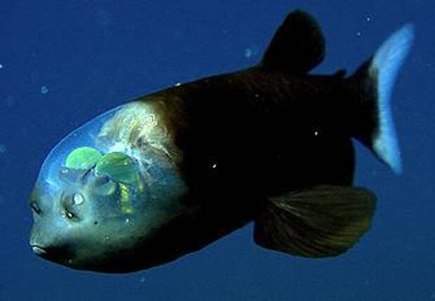 Рыба с человеческими зубами. Необычные рыбы мира — фото