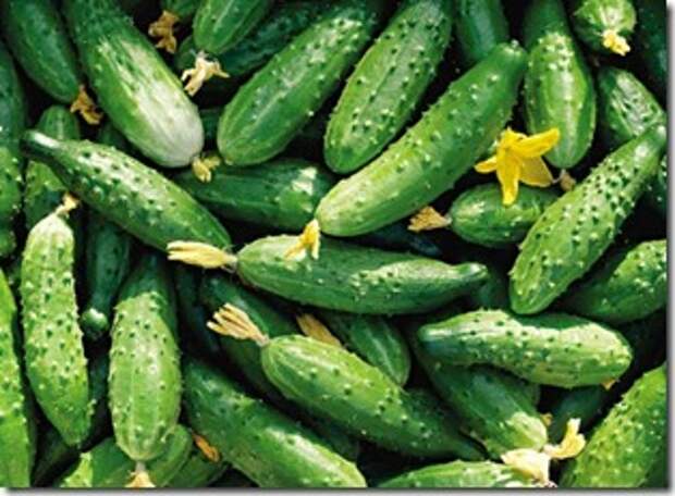 cucumber 