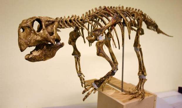 Интересные факты о динозаврах, Самый древний динозавр