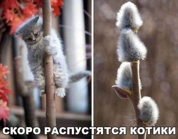 Забавные зверушки (30 фото)