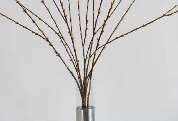 Как утилизировать прошлогоднюю вербу