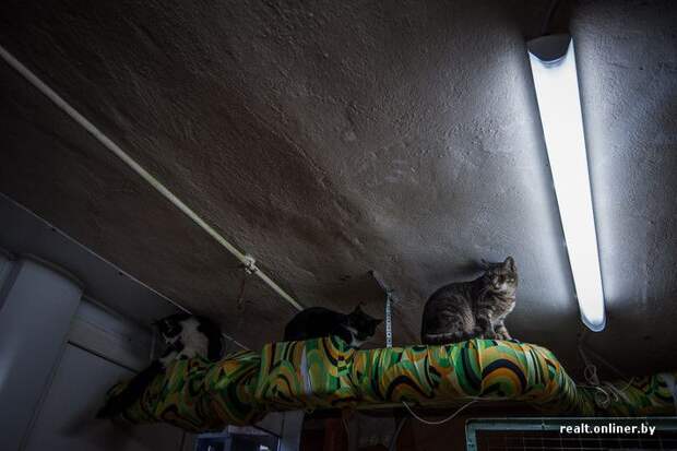 кошка, приют, Минск, волонтеры
