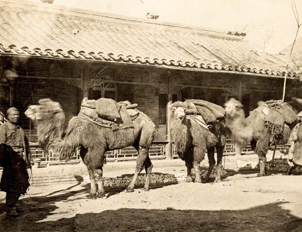 Путешественники на бактрийских верблюдах. Путешественники на бактрийских верблюдах.