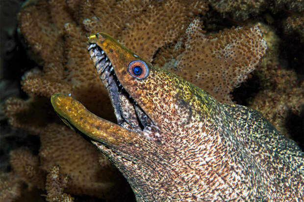 Часть зуба хищной рыбы осталась в руке россиянина после купания в стране Азии