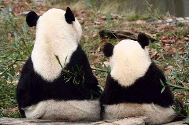 семья животных-панды