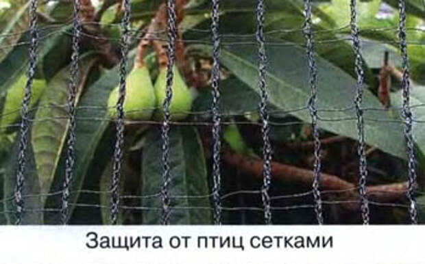 Защита от птиц сетками